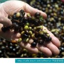 커피에서 sundry 사진과 green bean dry 사진 ..커피문화원 이미지