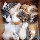 달펫 소동물샵 이미지