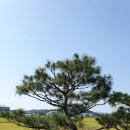 청원조경