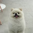 내동애견 이미지