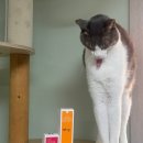 거창축산업협동조합동물병원 | 고양이 이빨 관리법 캣디피 고양이치약 으로 시작