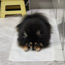 큐사랑도산점 | [일상] 강아지랑 띵가띵가 놀아보아요