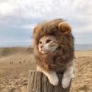 라이온PC 이미지