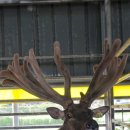 일구사슴농장 이미지