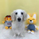 다소니펫살롱 이미지