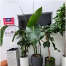 레푸스 호매실점 이미지