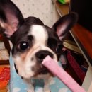 새롬애견 이미지