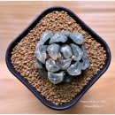 만상농장 이미지