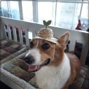 솔푸른향기애견 이미지