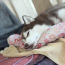 나드리 애견 이미지