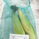 농협하나로마트 찰옥수수 후기(내돈내산)