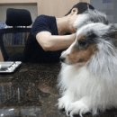 생생동물병원 네이버블로그