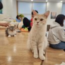 국채보상공원 삼덕지구대 맞은편 | 대구 동성로 고양이 카페 캣플헤븐 대구 동성로점 후기