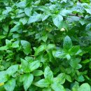 뽑기좋은날 이미지