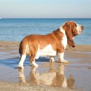 허쉬퍼피 이미지