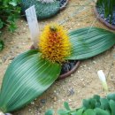 Daubenya marginata..다우벤야 (다우베니아) · 마루기나타 이미지