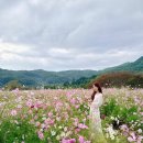 하동코스모스메밀체험민박 | 경남 하동 북천 코스모스 메밀꽃 축제 가을 꽃놀이