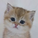 천안고양이 분양 퍼스트캣 본점 이미지