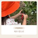 어질농장 | 아이랑 제주여행 가성비 있는 귤따기 체험을 할 수 있는곳 서귀포카페 덴드리