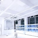 비비퍼피 강아지분양 일산점 이미지