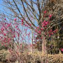 한국차소리공원주차장 | 순천 가볼만한곳 선암사 승선교 홍매화 실시간 개화시기 소요시간 주차장 정보
