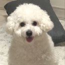 스타일좋개 이미지