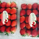 싱싱딸기 이미지