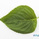 오늘은 뭘 먹지 건강밥상 이미지