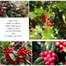 캘리그라피(수묵채색화일러스트) (초급) | 【크리스마스캘리】 크리스마스열매리스,호랑가시나무열매,침엽수리스그림