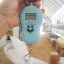 오골계식당 이미지