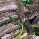 몸신흑염소전문점 이미지