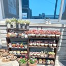 죽녹원5분거리 민박 이미지