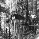 19세기 후반~20세기 초반, 미국의 나무꾼들 이미지