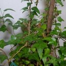 반려식물키우기 이미지