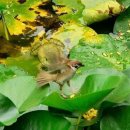 개굴개굴 이미지