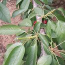 대련농장 이미지