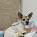 메리몽드 펫살롱 이미지