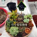 진교다육