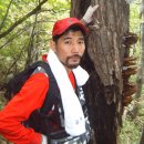 한국의 산삼과 상황버섯 이미지