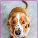 어울림동물병원 이미지