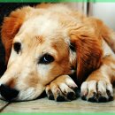 행운동물병원 이미지