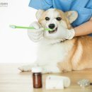 안양동물병원 이미지