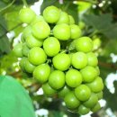 자연대로 이미지