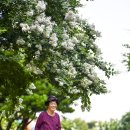 부평꿈나무 교통나라(영성동로18번길 51) | [인천 삼산교통공원] 흰배롱나무꽃 활짝 핀 풍경