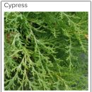 김정희오일 이미지