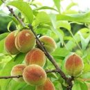 개복숭아(효능)발효액 담그는법 좋은 개복숭아 어떻게 고를까요? 이미지