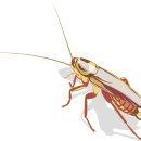 바퀴벌레