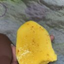 Ten pound mango 이미지