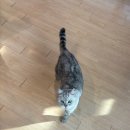 고양이카페 | 평택이색데이트 추천 삼층고양이카페 후기