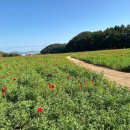 더 달콩 아이스크림 이미지